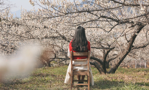 전남 광양 매화 축제