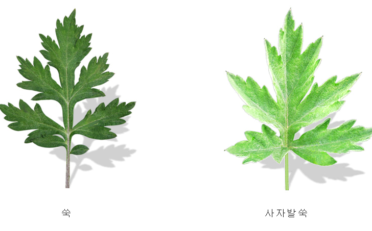 3월에 먹으면 좋은 제철 음식(봄철 음식) - 쑥 편 (효능&amp;#44; 쑥이 들어가는 음식)