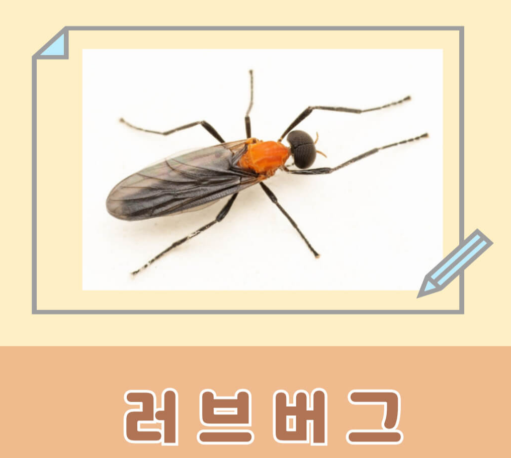 러브버그 이미지