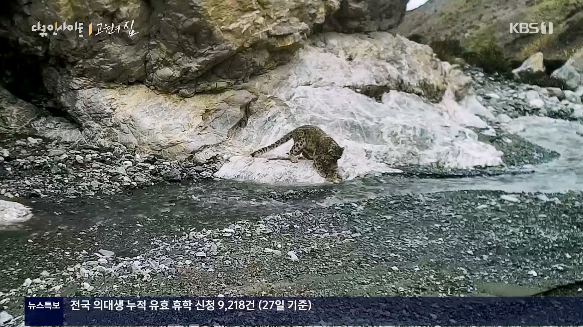 다큐 인사이트.E176.240328p.H264-F1RST.mp4_20240330_162529.182.jpg