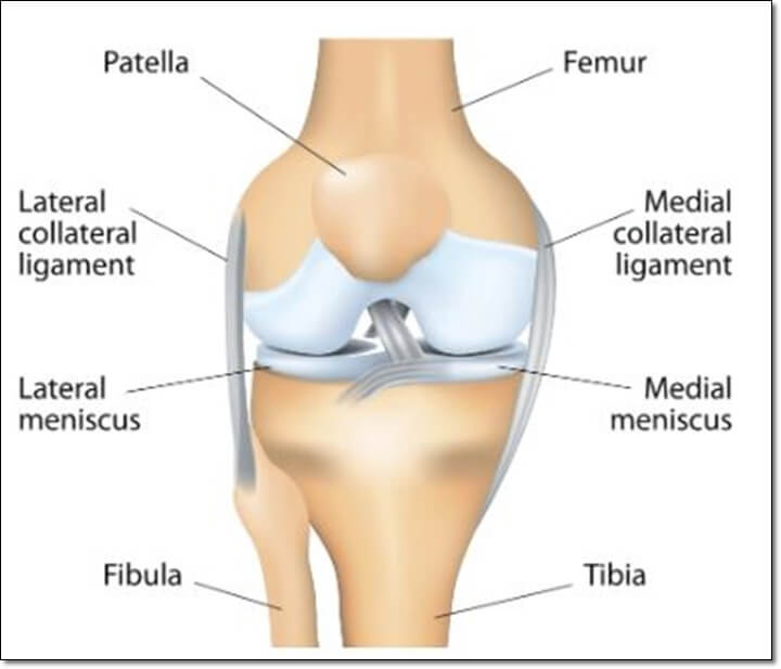 무릎 연골과 반월상 연골을 보여주는 해부학 그림