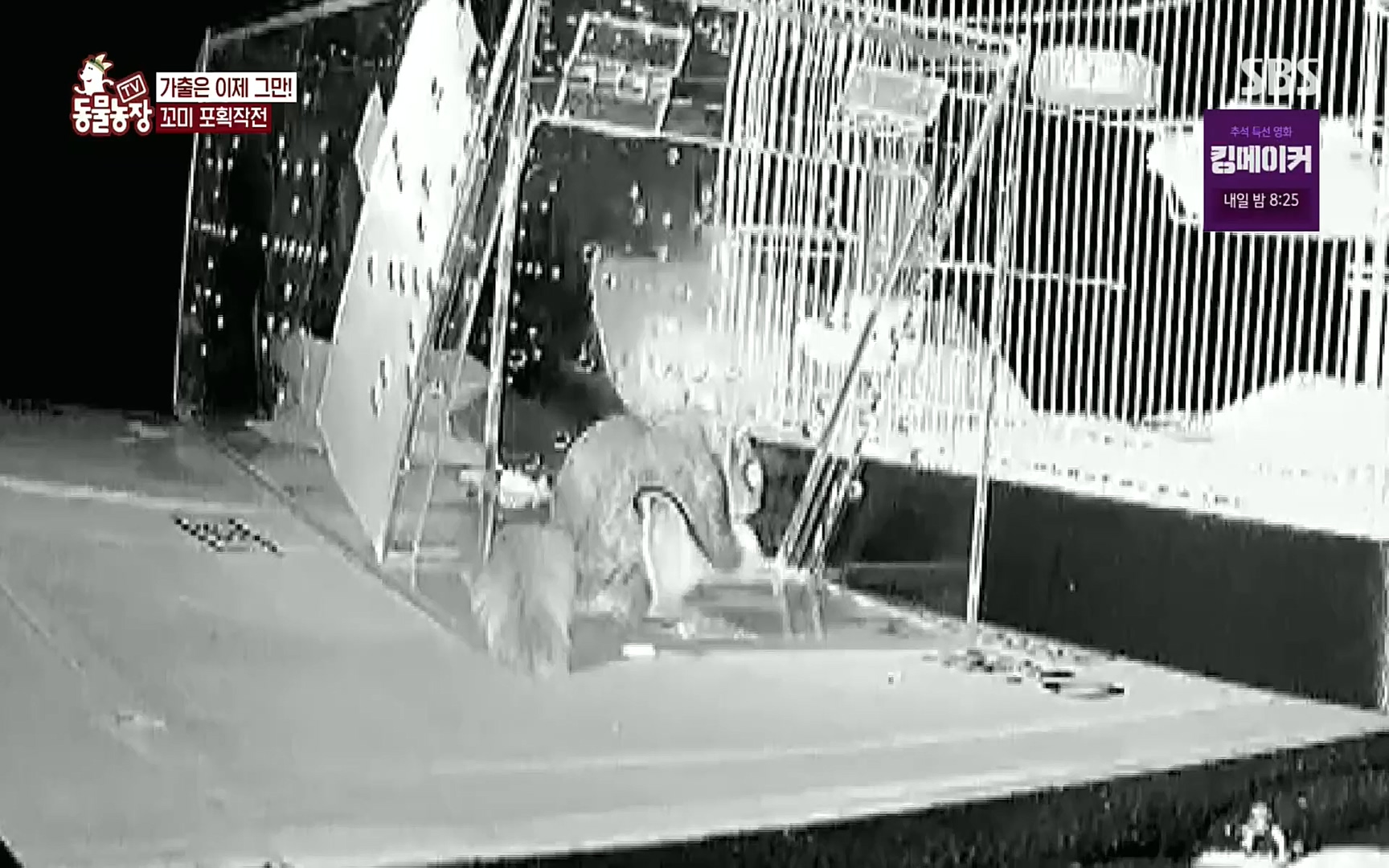 TV 동물농장.E1086.220911p.H264-F1RST.mp4_20220911_175408.606.jpg