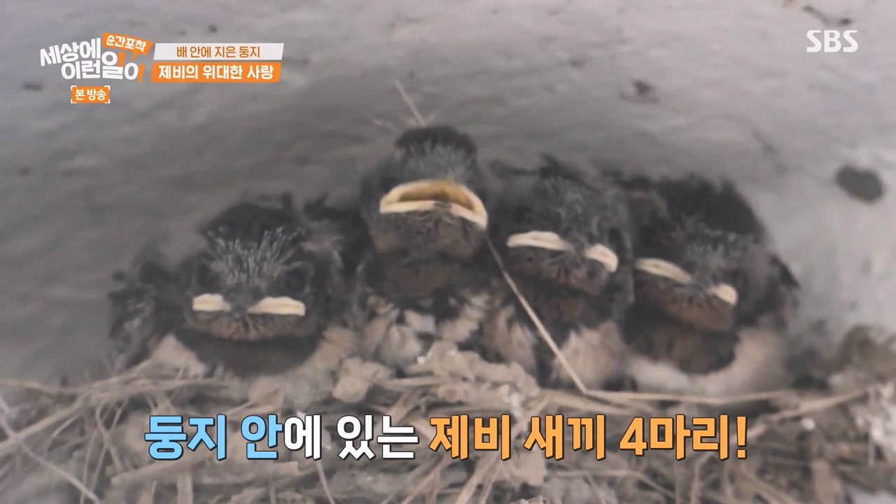 순간포착 세상에 이런일이.E1238.230723p-NEXT.mp4_20230724_203527.480.jpg