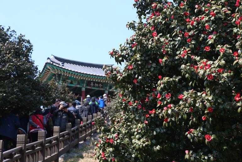 서천 동백죽축제와 논산딸기축제 6