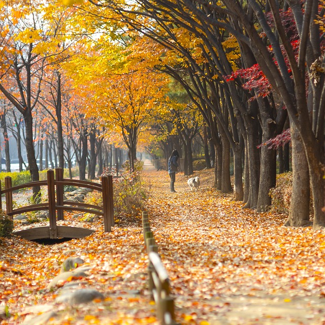 반려견과 산책시 주의 할 점