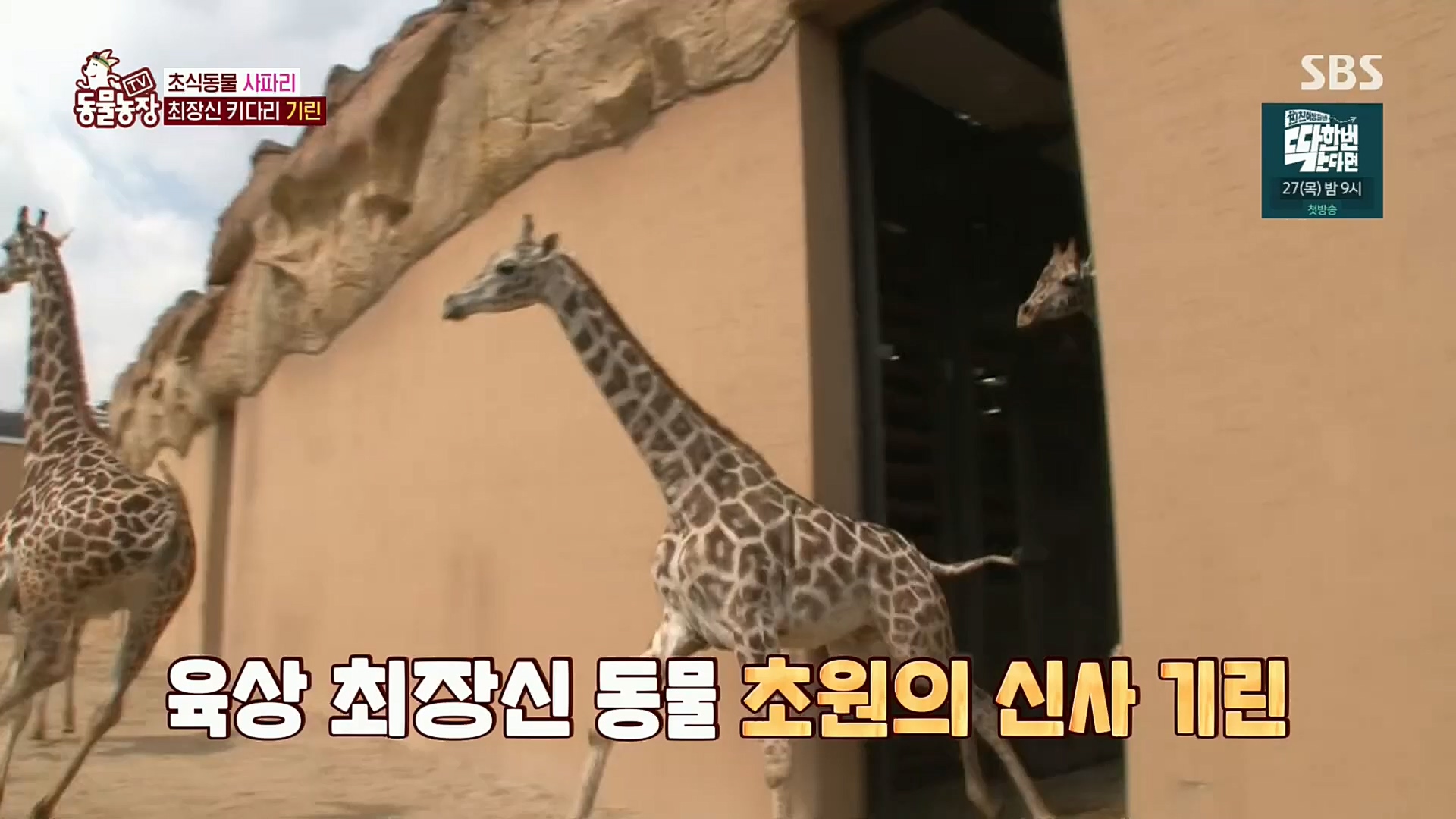 TV 동물농장.E1092.221023p.H264-F1RST.mp4_20221023_182728.275.jpg