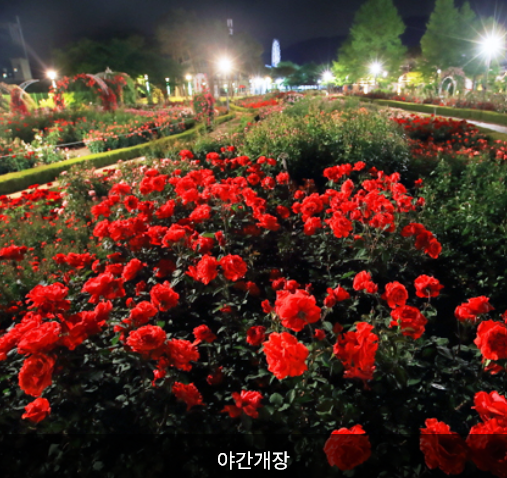 세계장미축제 야간개장 야경풍경