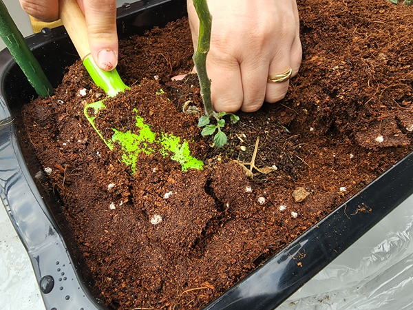 테라스 텃밭 집에서 방울토마토를 기르다 4