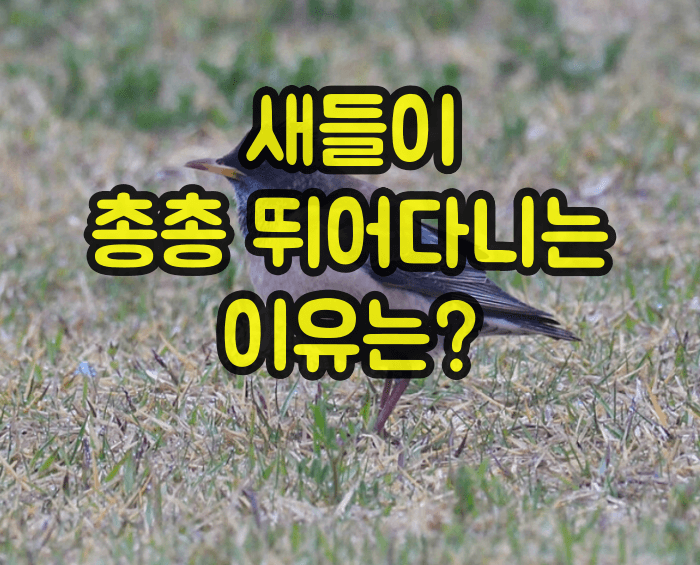 새가 뛰는 이유