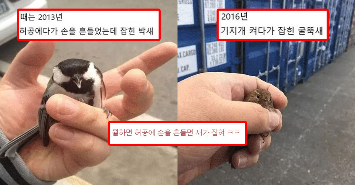  매년 새가 손에 스스로 들어온다는 디씨인 근황 ㅋㅋㅋ