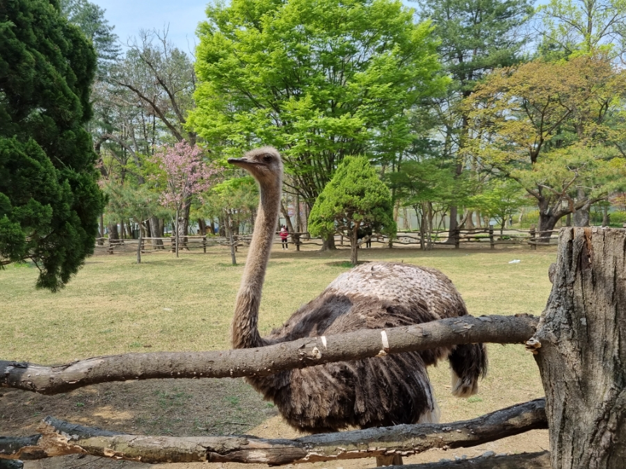 남이섬 배시간표 남이섬 배시간표, 할인 방법, 66