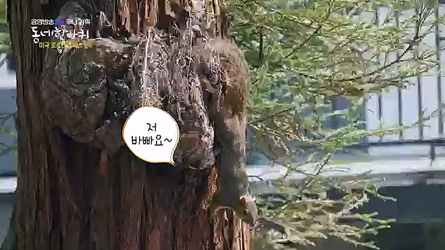 [213회] 동네 한 바퀴 - KBS꿈에도 그렸다, 우리 동네 - 미국 LA 2부] 잠시 머물다가는 이들을 손주처럼 여기며 푸근한 정으로 맞아주는 부부의 민박집에서 이튿날 여정을 시작한다.ts_20230326_181308.823.jpg