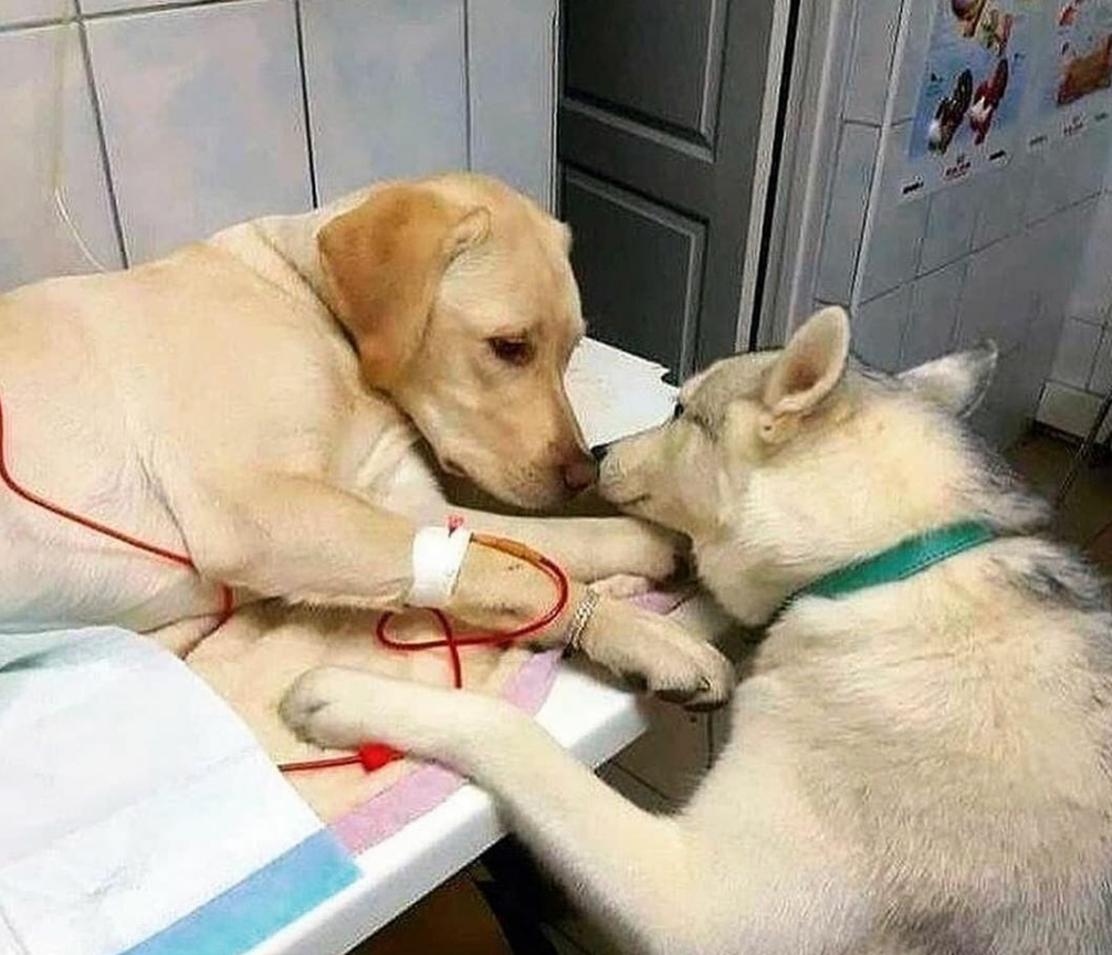  아픈 친구 옆에 있어주는 착한 댕댕이
