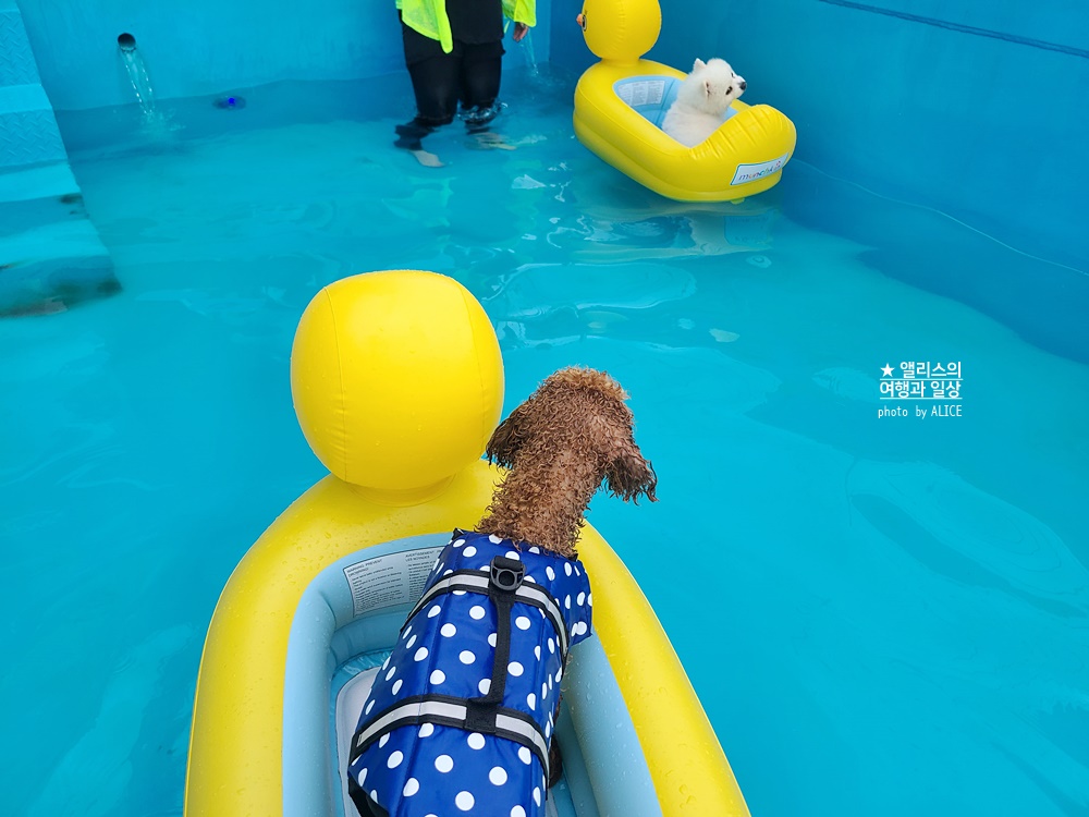 부산 반려견 수영장 이용후기&#44; 해운대 영무파라드 호텔 루프탑 수영장 반려견 테마파크 (견주복장 추천)