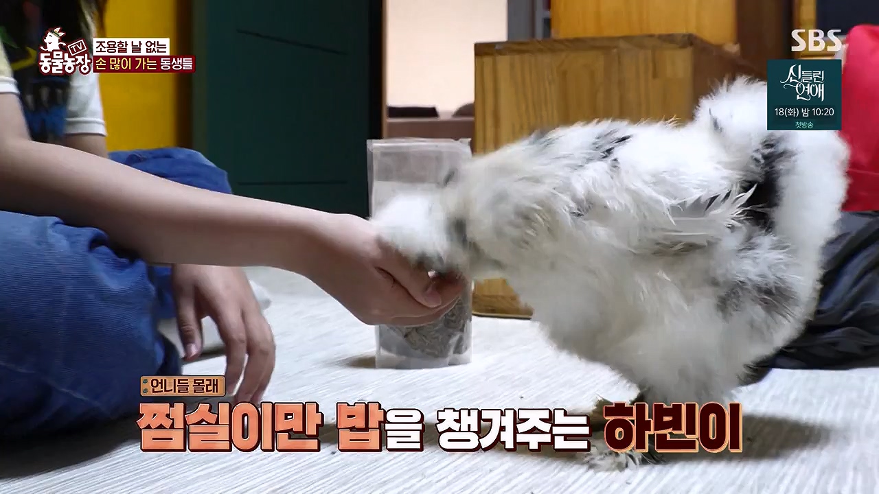 TV 동물농장.E1175.240610p-NEXT.mp4_20240609_160253.678.jpg