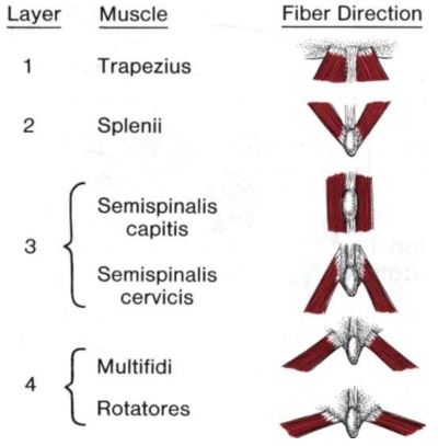 후두골 하부에 부착되는 근육들의 근육 결을 나타낸 그림