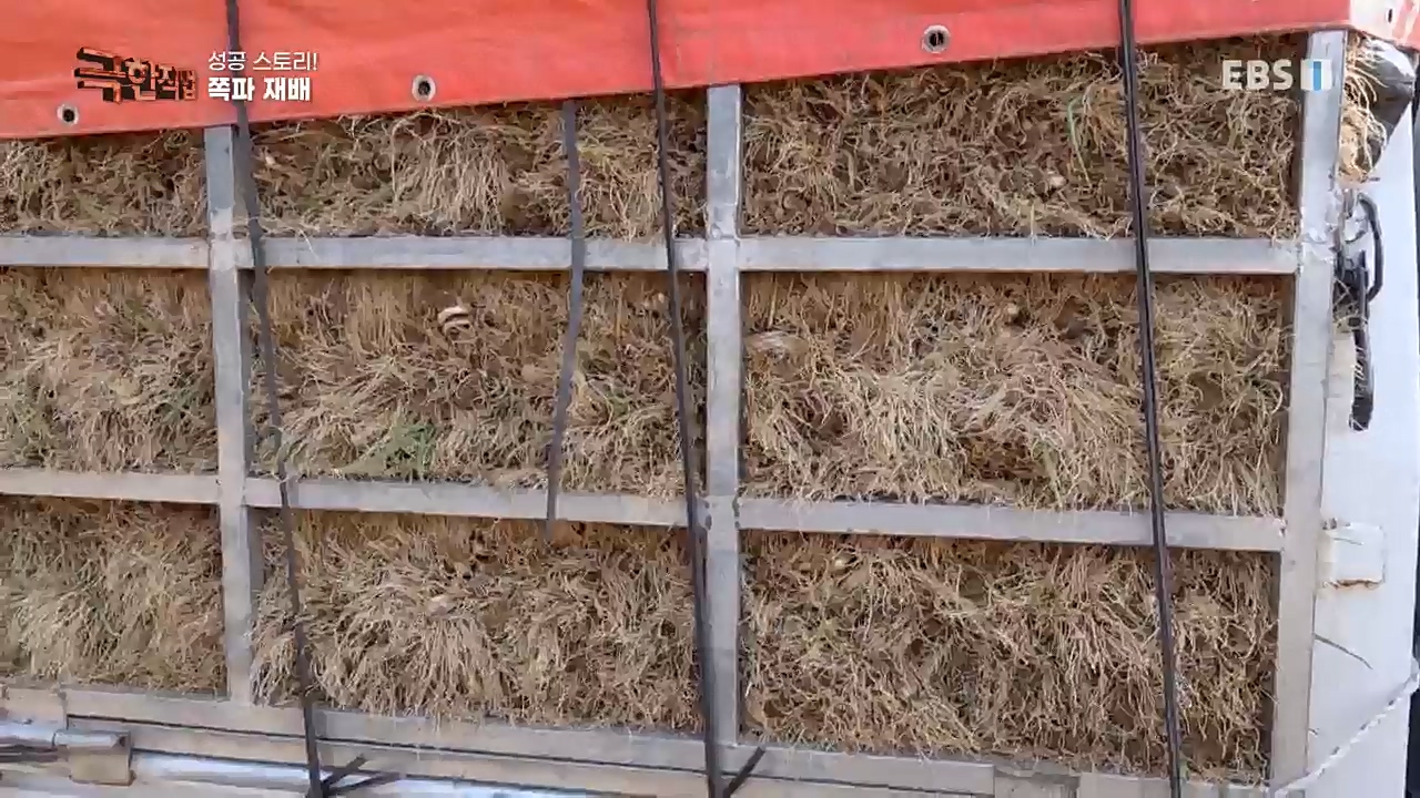TV - 교육의 중심 EBS성공 스토리! 쪽파 재배와 과일 도매.mp4_20221209_203553.585.jpg
