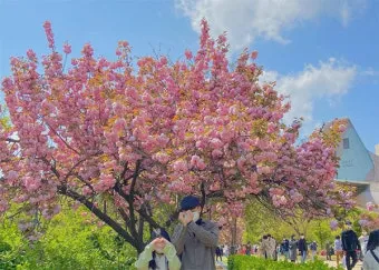 전국 겹벚꽃 명소 베스트 10 관광지_17