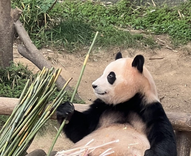 푸바오 중국 반환