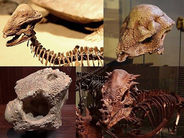 Montage of four pachycephalosaurs. Clockwise from top left: Stegoceras&#44; Prenocephale&#44; Pachycephalosaurus and Homalocephale. These files are already on Commons with their respective licenses. This montage was made for the article Pachycephalosauria on Wikipedia. File:Stegoceras mount.jpg File:Dinosauria - Prenocephale.jpg File:Fossil Pachycephalosaurus.jpg File:Homalocephale skull.jpg