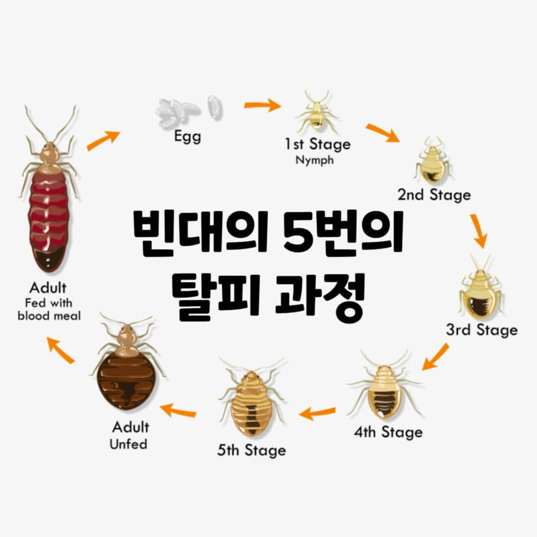 빈대 탈피 과정