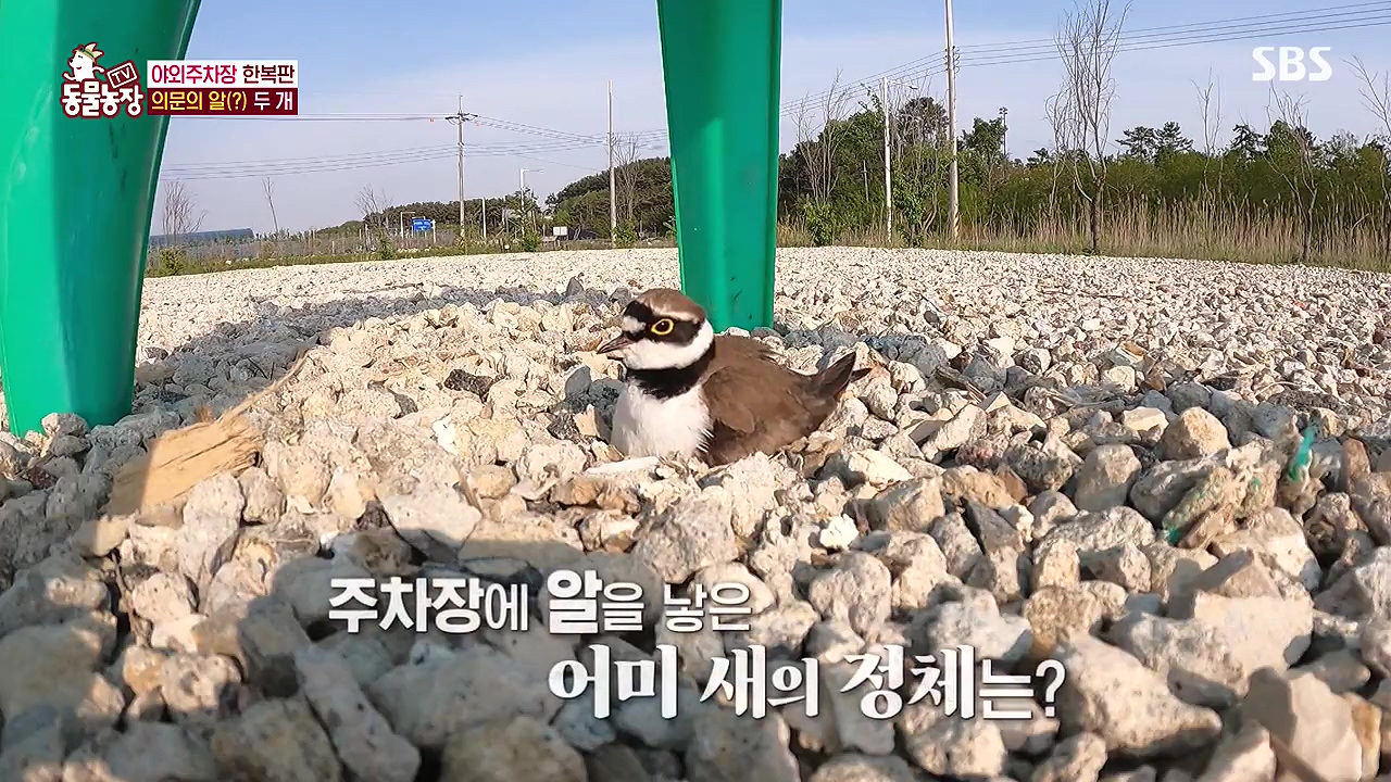 TV 동물농장.E1176.240617p-NEXT.mp4_20240616_170212.608.jpg