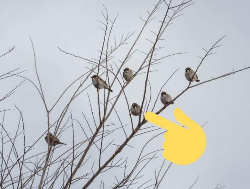  시강 쩌는 참새 한 마리