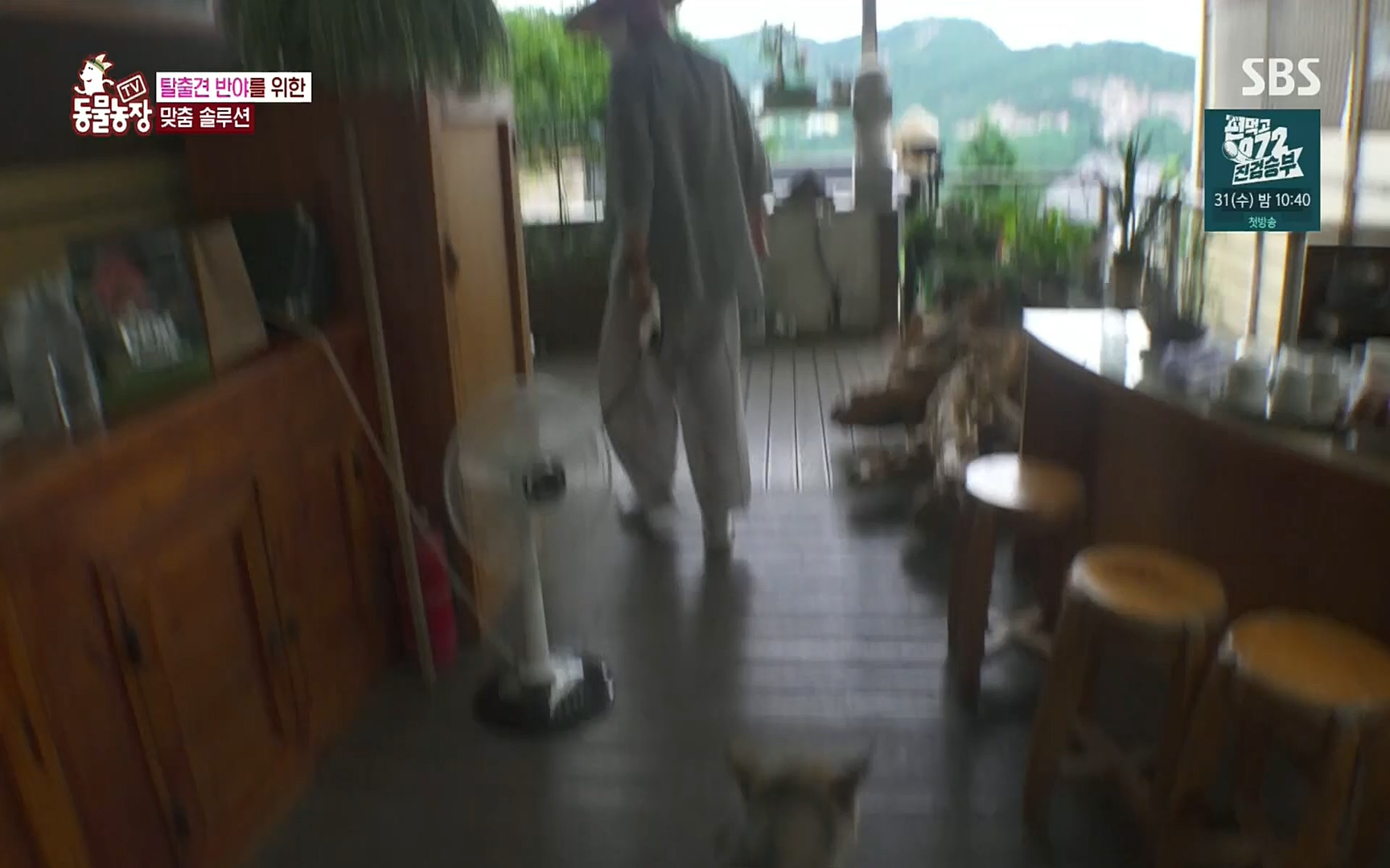 TV 동물농장.E1083.220821p.H264-F1RST.mp4_20220821_183712.515.jpg