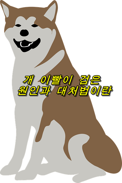  개 이빨이 검은 원인과 대처법
