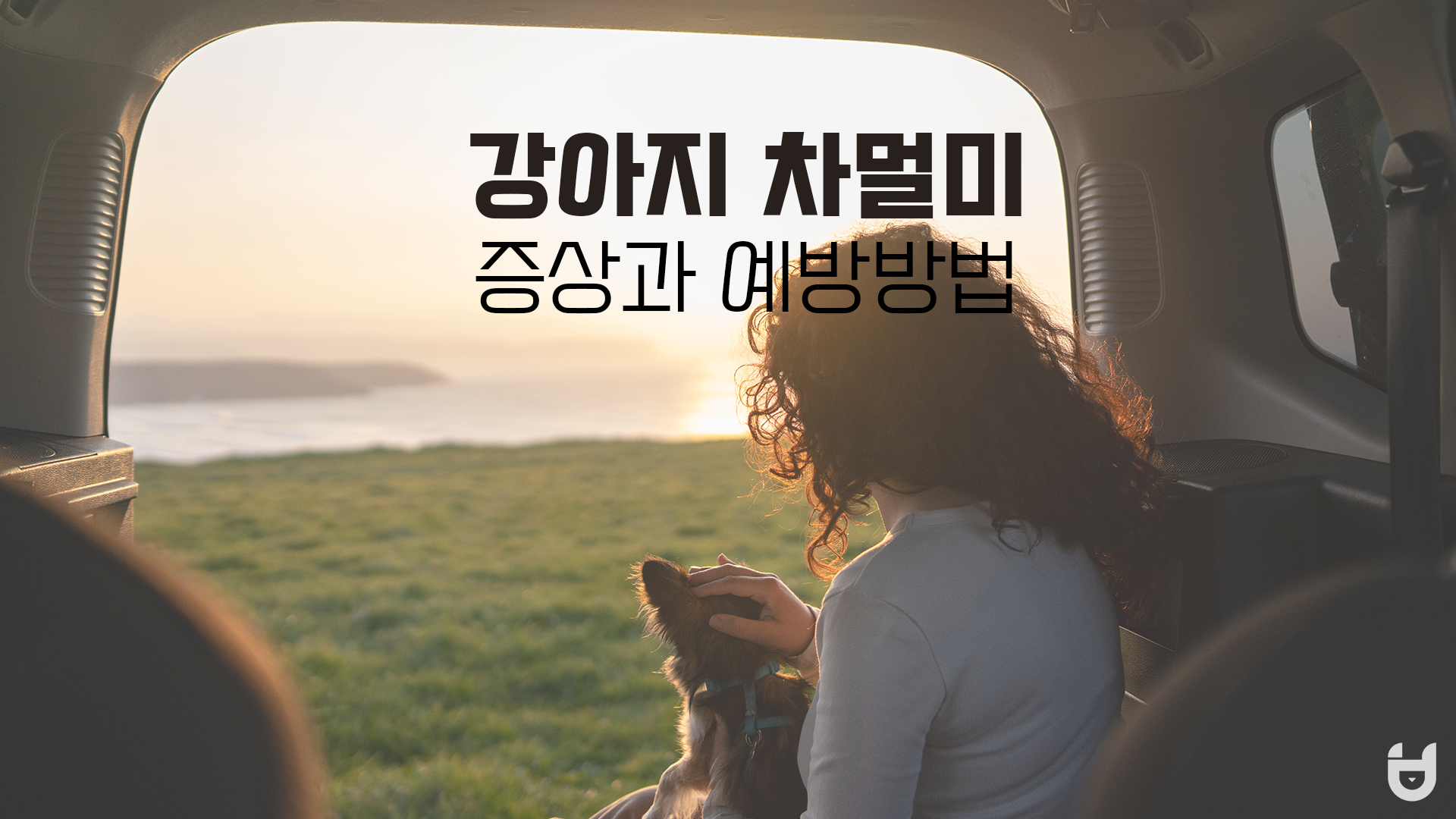  강아지 차멀미 증상과 예방 방법 알아볼까요