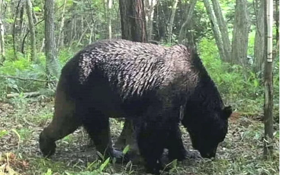  [일본이슈] 훗카이도 소 학살 곰(OSO18) 드디어 잡히다!