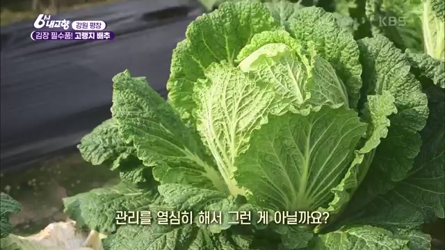 6시 내고향_김장의 필수품 평창 고랭지 배추 - 강원 평창 [슬기로운 두 반장] 슬기로운 어르신들을 찾아서 (충북 제천) [붕붕이가 간다] 철원에 무슨 일이 (강원 철원) [인생은 행복海] 우리는 환상의 사촌 (경남 통영).ts_20231117_205436.301.jpg