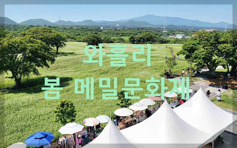  와흘리 봄 메밀문화제 : 제주도 최대 규모의 메밀꽃 축제