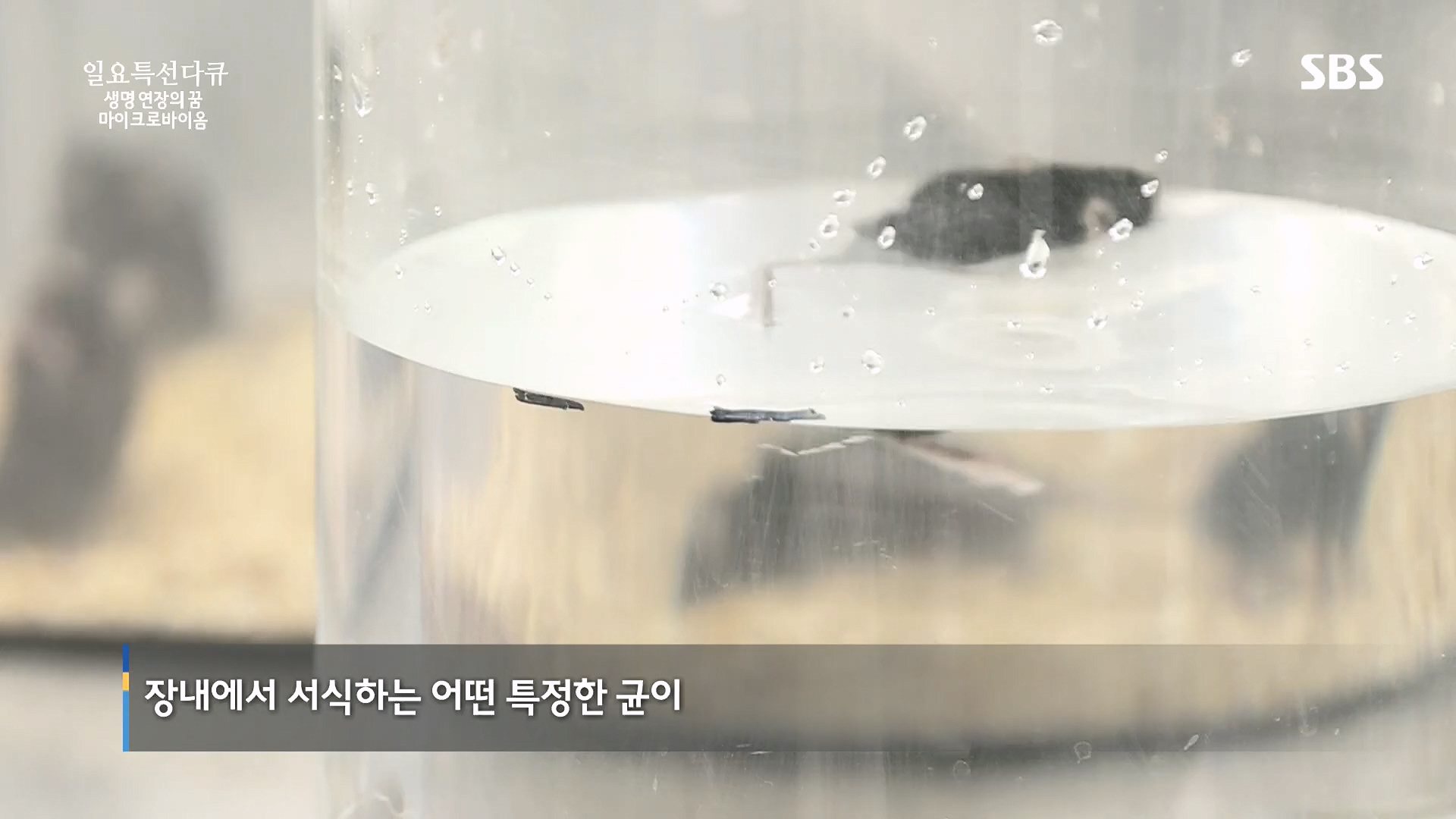 일요 특선 다큐멘터리.E318.230903p.H264-F1RST.mp4_20230907_204915.653.jpg