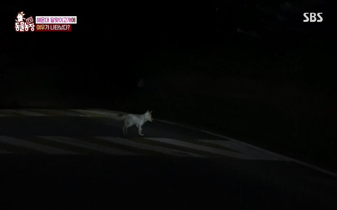 TV 동물농장.E1079.220725p-NEXT.mp4_20220724_151952.119.jpg