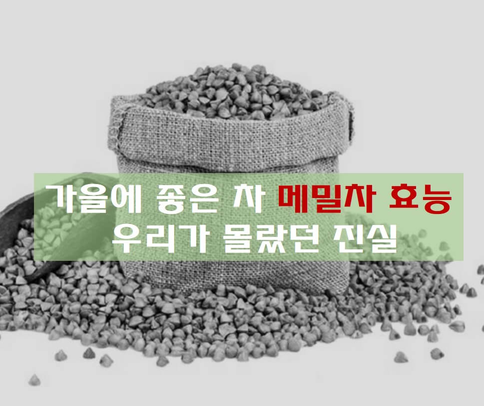  가을에 좋은 차 메밀차 효능, 우리가 몰랐던 진실