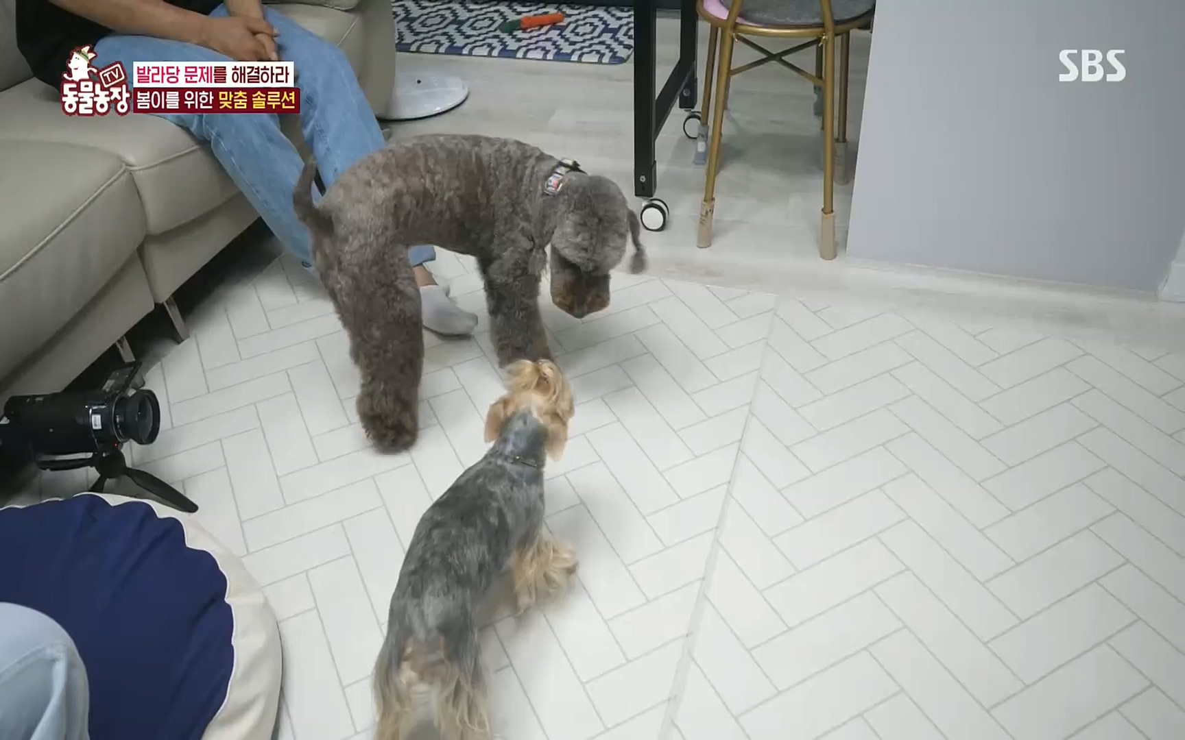 TV 동물농장.E1078.220717p.H264-F1RST.mp4_20220717_151206.622.jpg