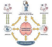 두뇌의 의식적 인식