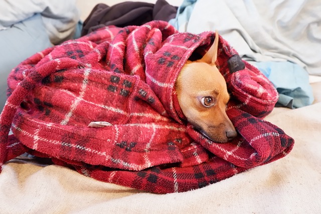 추워서 담요를 덮고 있는 강아지