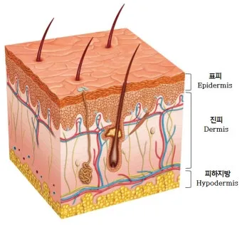 피부 구조와 기능 표피 진피 피하조직 위치 역할_10
