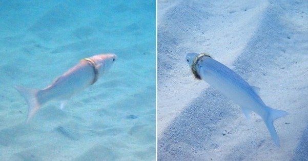  잡으면 횡재? 몸에 금반지 낀 숭어 '화제'