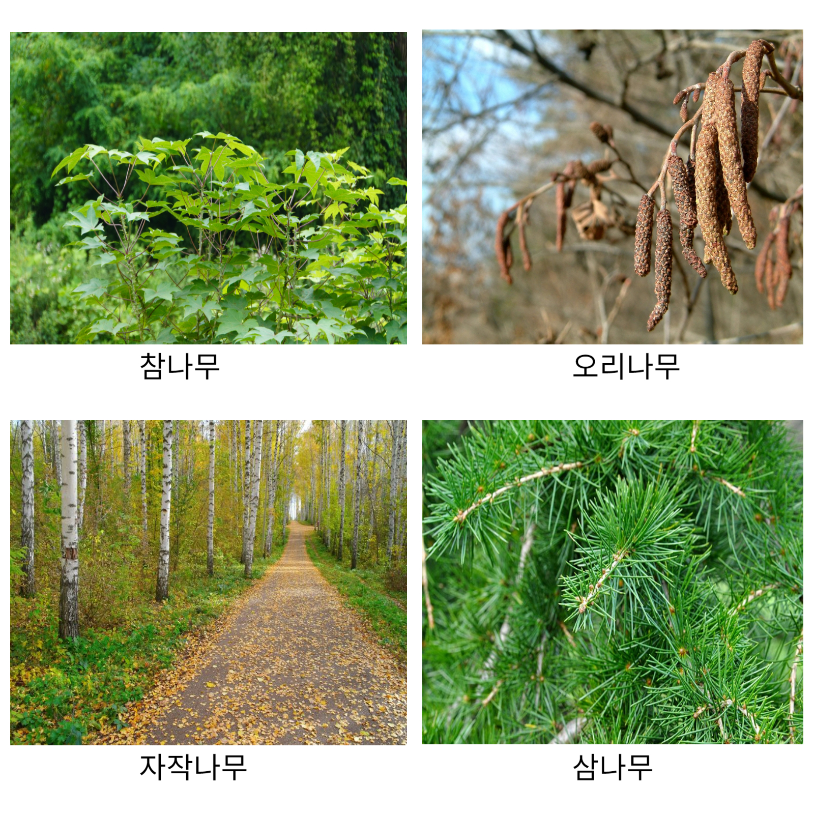 알레르기 나무