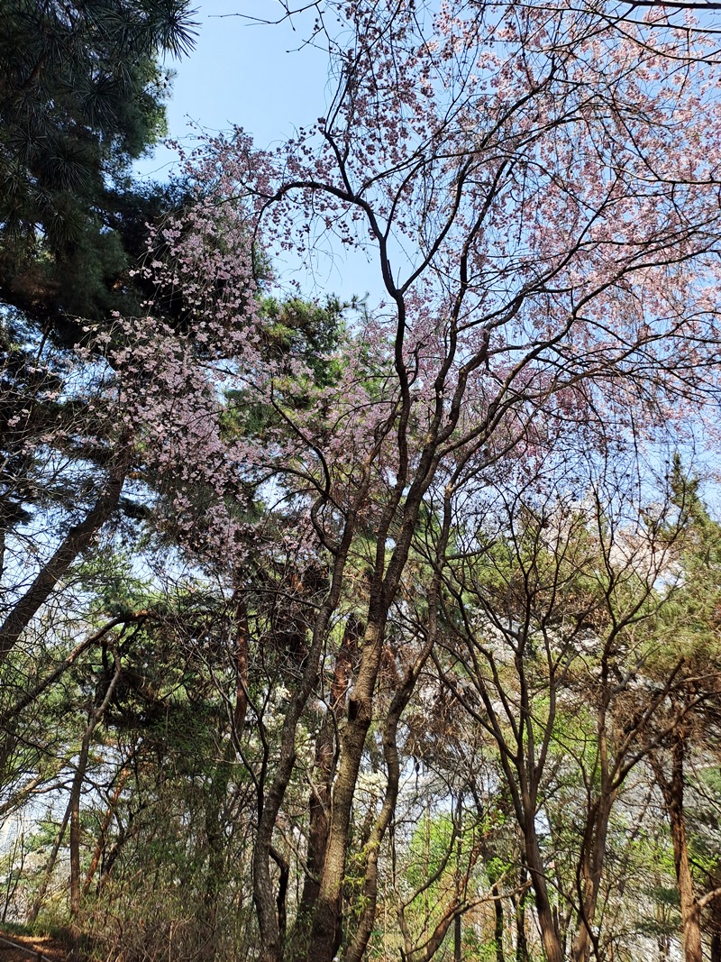 축늘어진가지-수양벚나무
