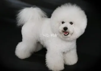 비숑 이미지