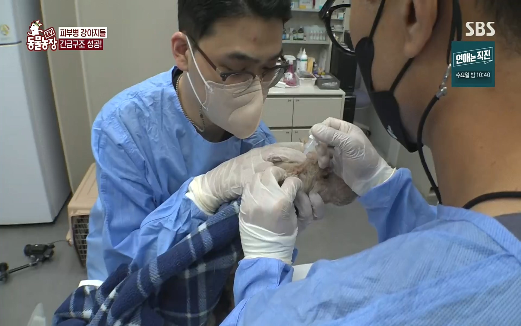 TV 동물농장.E1081.220807p.H264-F1RST.mp4_20220807_213641.586.jpg