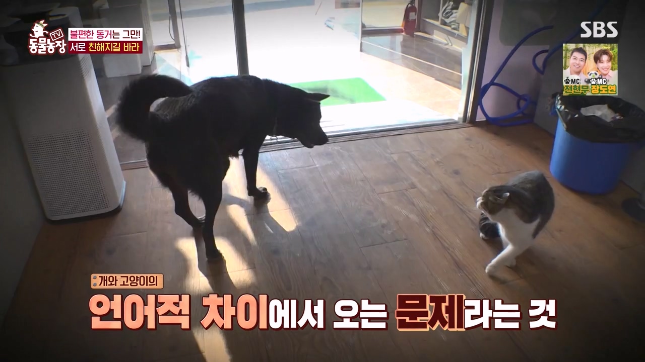 TV 동물농장.E1146.231120p-NEXT.mp4_20231119_175244.828.jpg