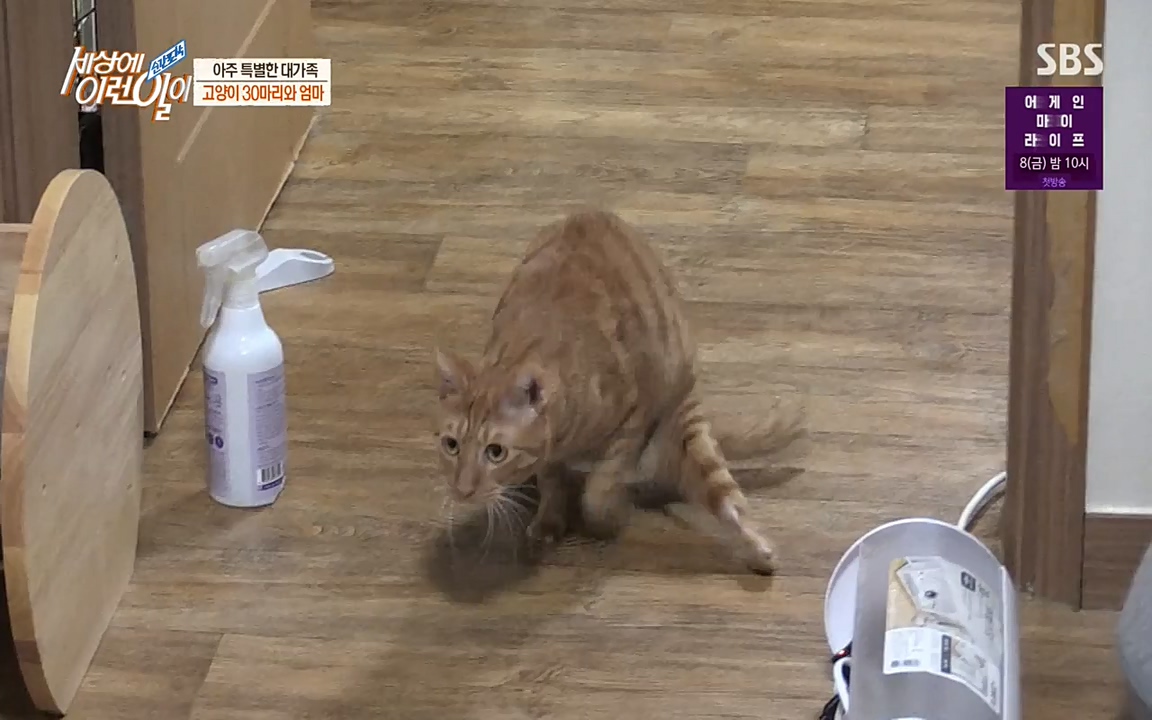 순간포착 세상에 이런일이.E1173.220330p-NEXT.mp4_20220330_174801.746.jpg