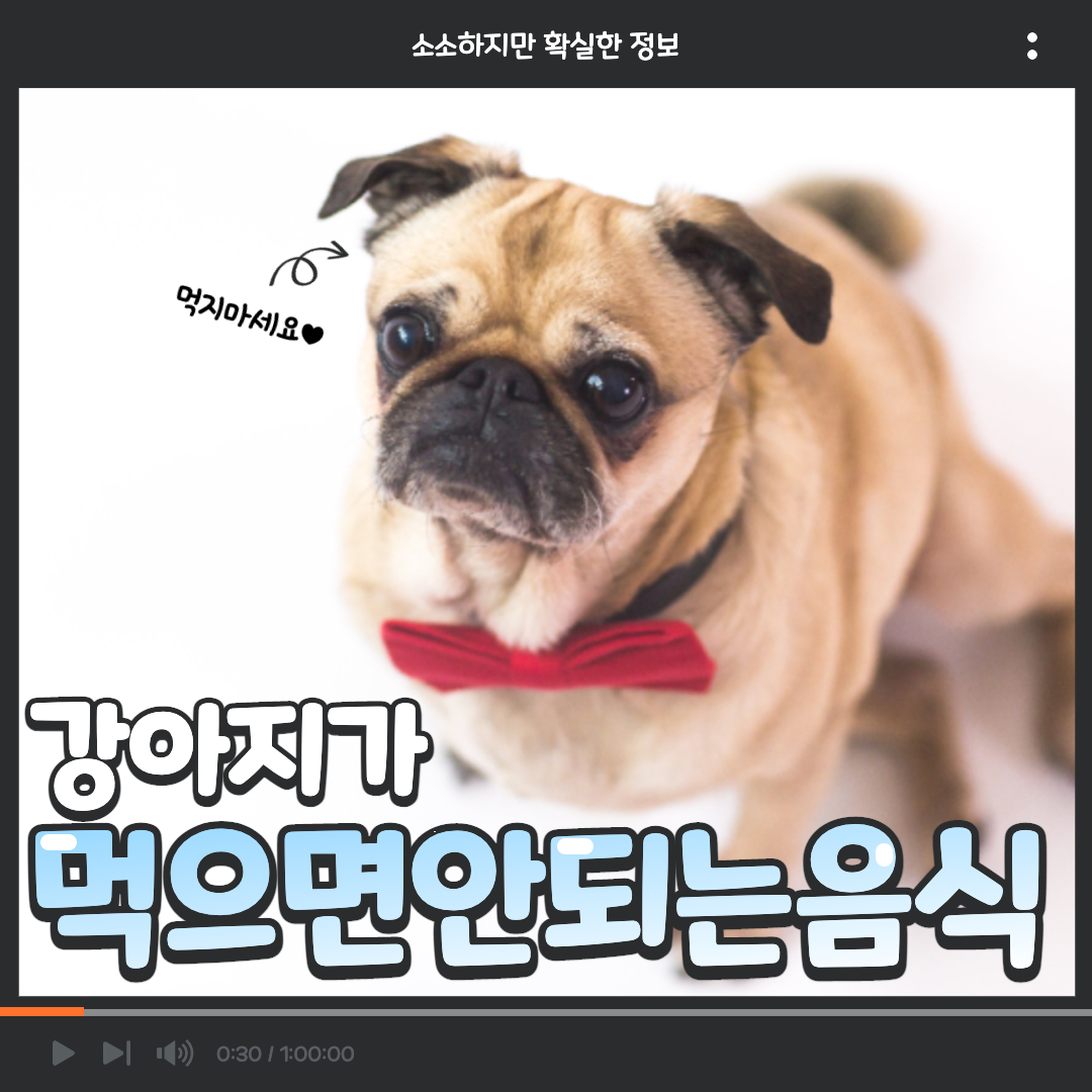  강아지가 먹으면 안되는 음식