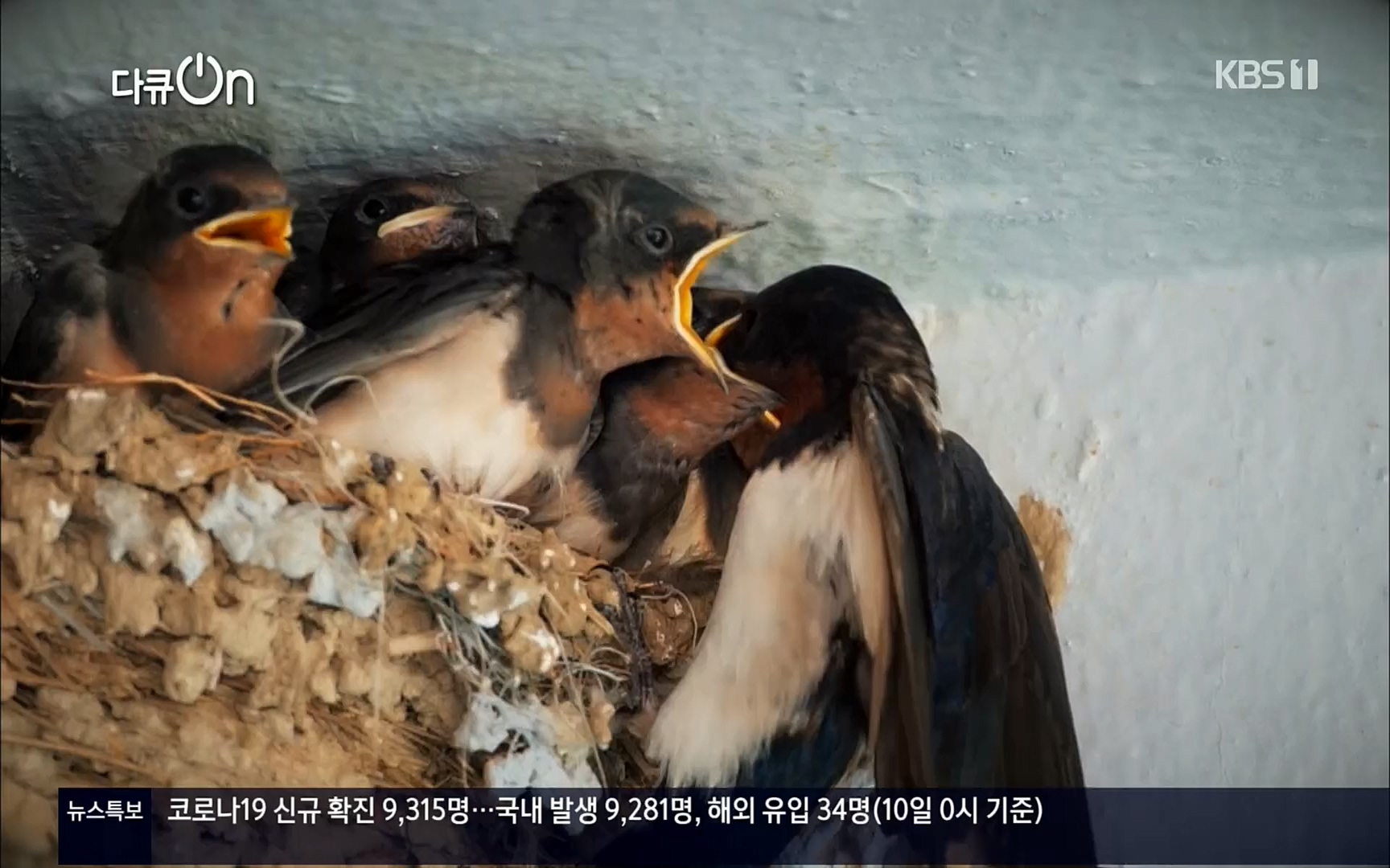 다큐 On.E143.220610p.H264-F1RST.mp4_20220613_202631.511.jpg