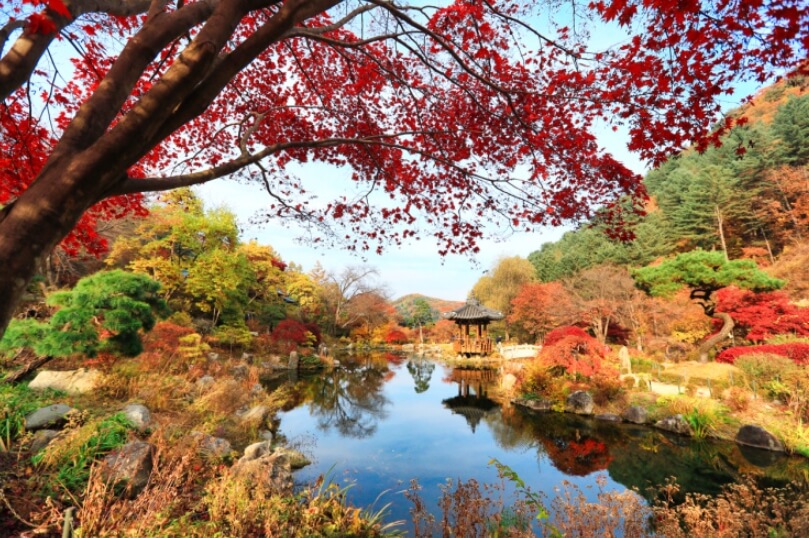 단풍나무숲과 연못